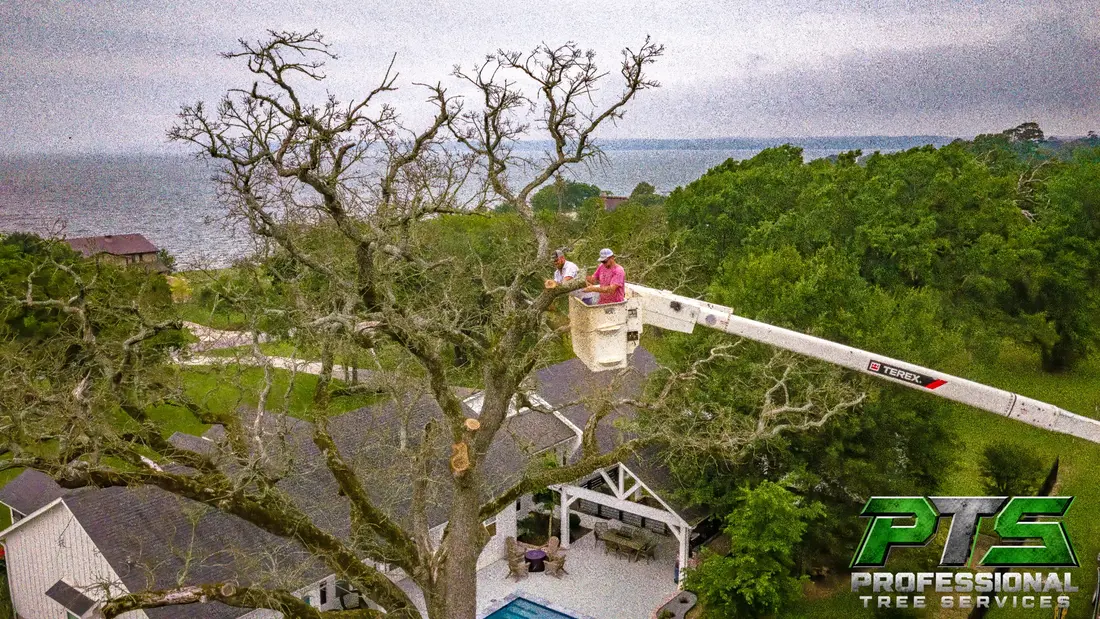 Residential Tree Removal